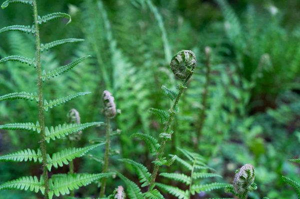 Comment choisir une location de vacances dans une ferme biologique avec ateliers de jardinage en Angleterre?